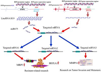 Influence of H19 polymorphisms on breast cancer: risk assessment and prognostic implications via LincRNA H19/miR-675 and downstream pathways